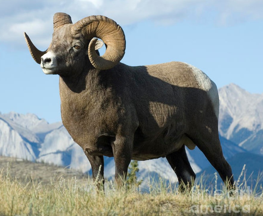 Proposed regulation changes an attack on resident hunters: MLA,&nbsp;BCWF