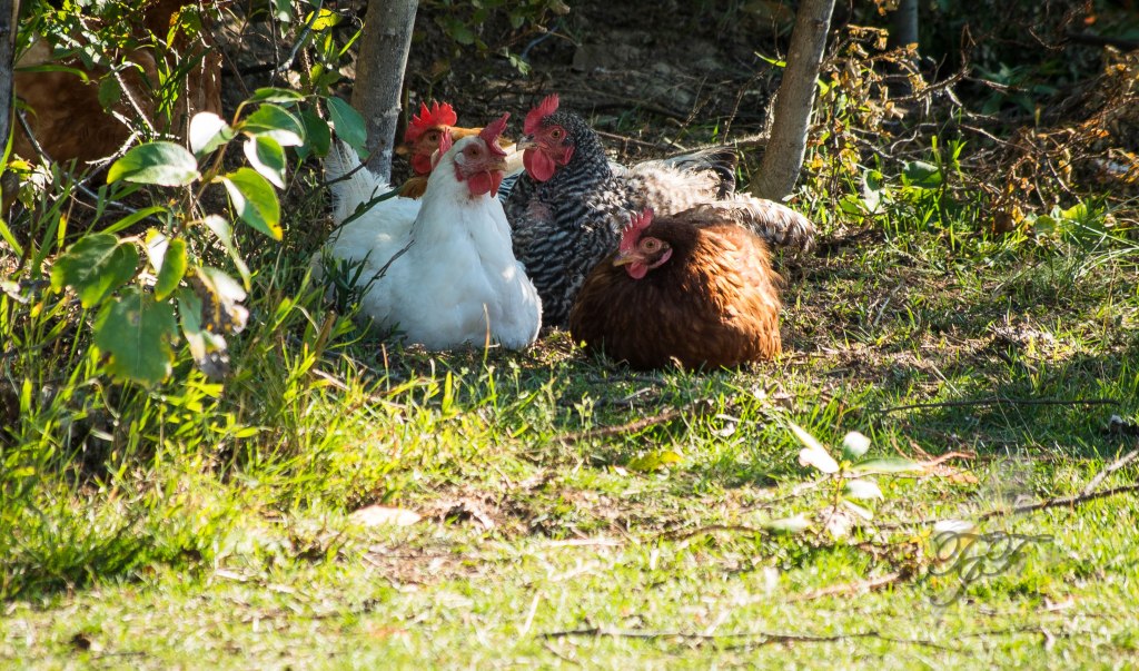 Backyard Hen bylaw flocking closer to reality in&nbsp;FSJ
