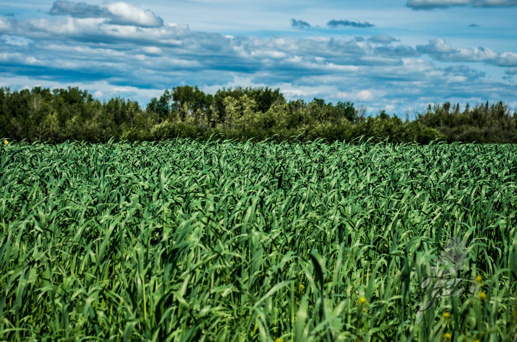 Agricultural meteorologist optimistic for better growing&nbsp;season